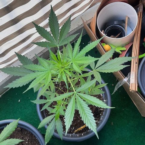 Michael & Jimmy - BCN Critical XXL growlog timeline photo