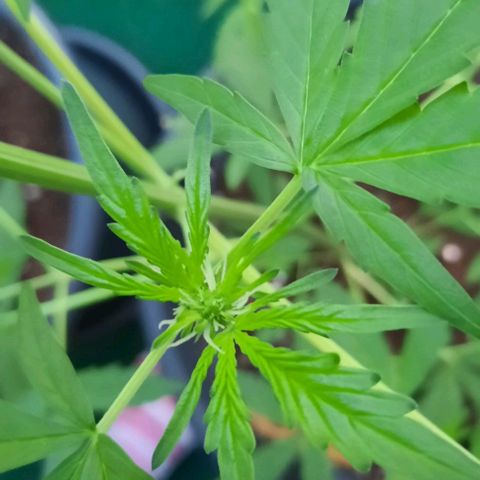 Michael & Jimmy - BCN Critical XXL growlog timeline photo