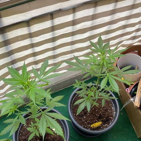 Michael & Jimmy - BCN Critical XXL growlog timeline photo