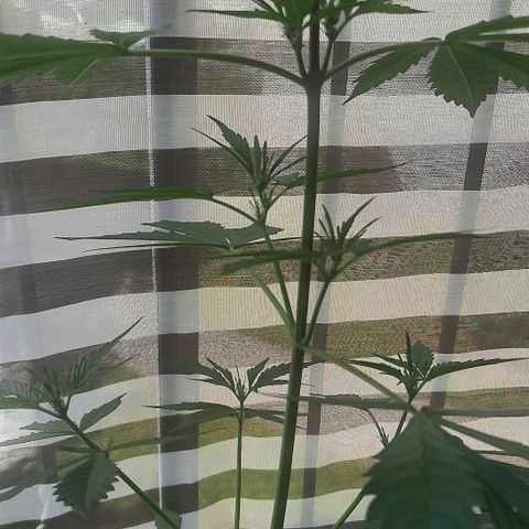 Michael & Jimmy - BCN Critical XXL growlog timeline photo