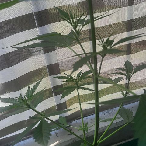 Michael & Jimmy - BCN Critical XXL growlog timeline photo