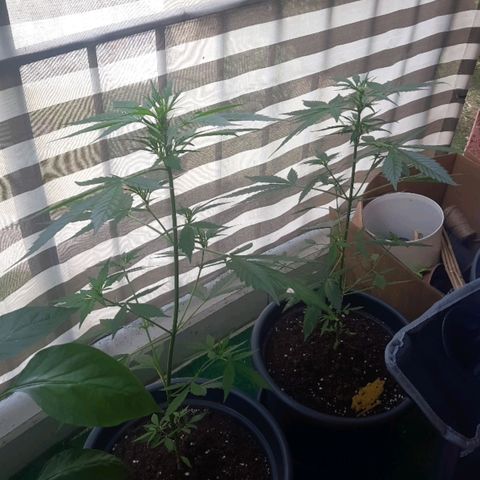 Michael & Jimmy - BCN Critical XXL growlog timeline photo