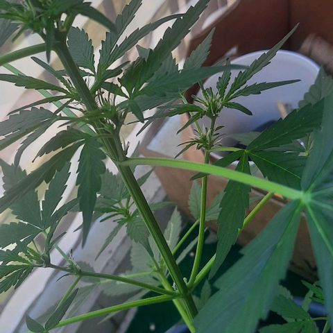 Michael & Jimmy - BCN Critical XXL growlog timeline photo