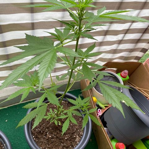 Michael & Jimmy - BCN Critical XXL growlog timeline photo