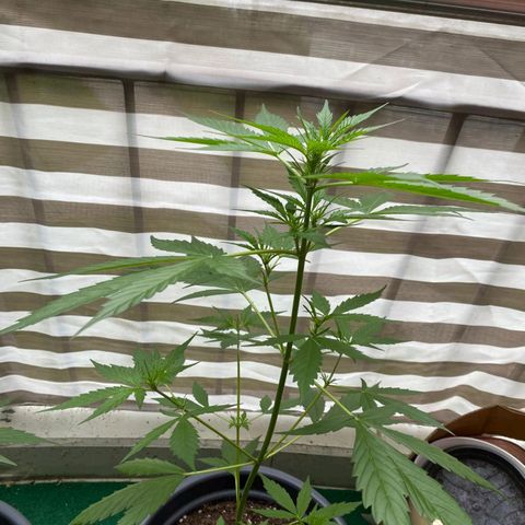 Michael & Jimmy - BCN Critical XXL growlog timeline photo