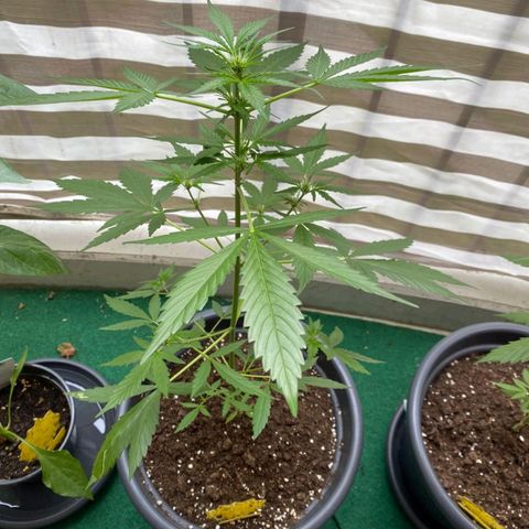 Michael & Jimmy - BCN Critical XXL growlog timeline photo