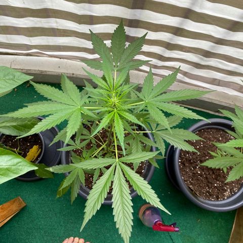 Michael & Jimmy - BCN Critical XXL growlog timeline photo