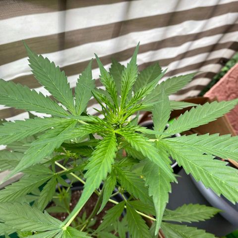 Michael & Jimmy - BCN Critical XXL growlog timeline photo