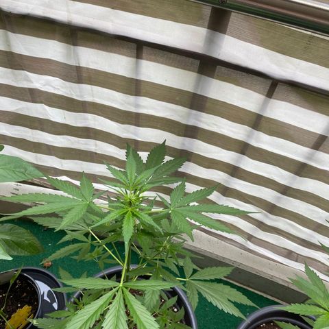 Michael & Jimmy - BCN Critical XXL growlog timeline photo