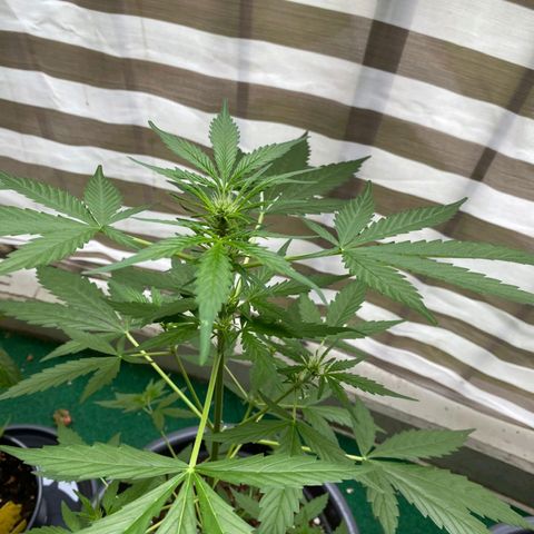 Michael & Jimmy - BCN Critical XXL growlog timeline photo