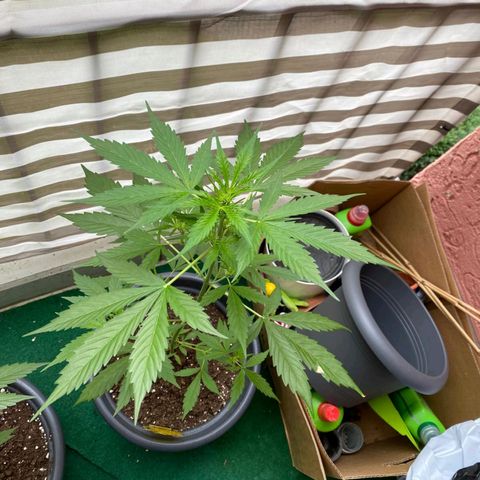 Michael & Jimmy - BCN Critical XXL growlog timeline photo