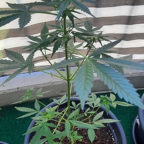 Michael & Jimmy - BCN Critical XXL growlog timeline photo