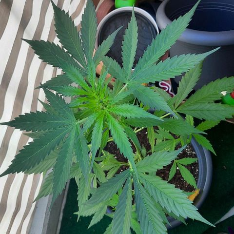 Michael & Jimmy - BCN Critical XXL growlog timeline photo