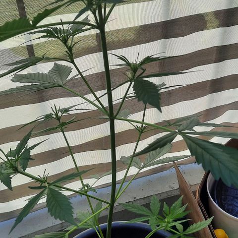 Michael & Jimmy - BCN Critical XXL growlog timeline photo