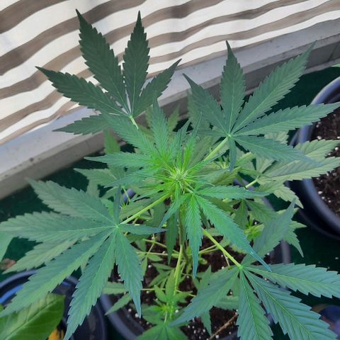 Michael & Jimmy - BCN Critical XXL growlog timeline photo