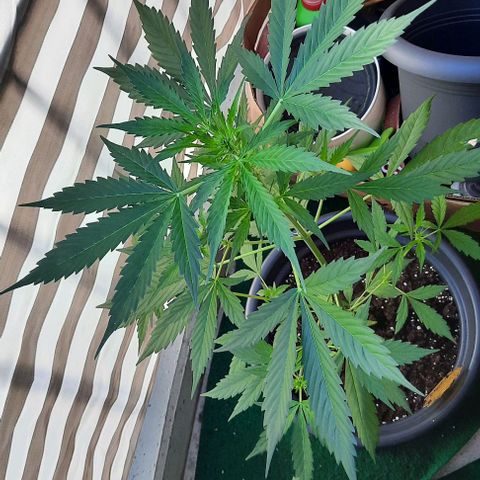 Michael & Jimmy - BCN Critical XXL growlog timeline photo
