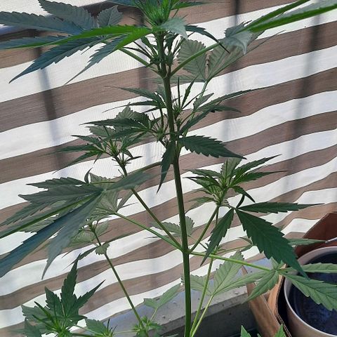 Michael & Jimmy - BCN Critical XXL growlog timeline photo