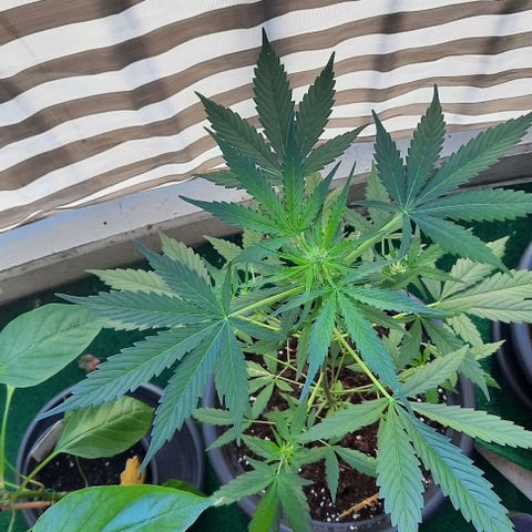 Michael & Jimmy - BCN Critical XXL growlog timeline photo