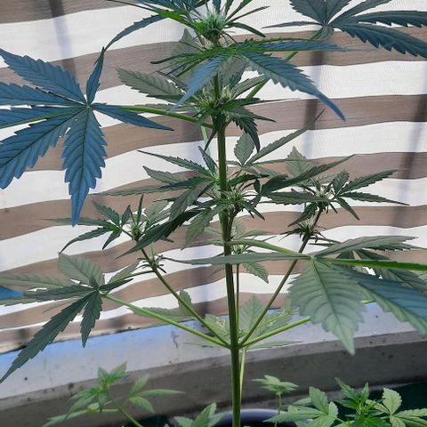 Michael & Jimmy - BCN Critical XXL growlog timeline photo