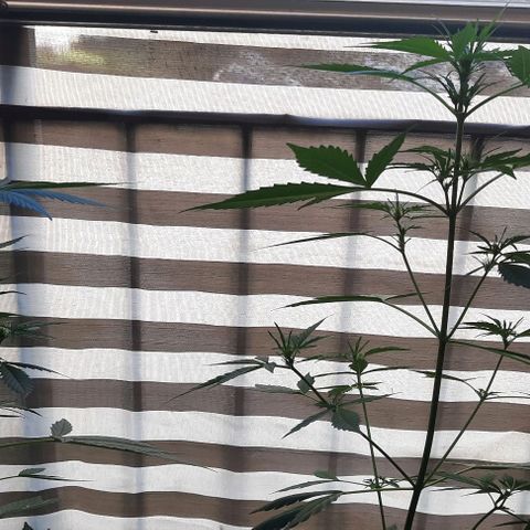 Michael & Jimmy - BCN Critical XXL growlog timeline photo