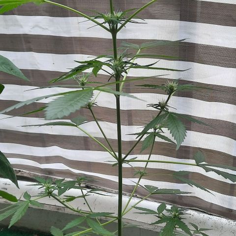 Michael & Jimmy - BCN Critical XXL growlog timeline photo