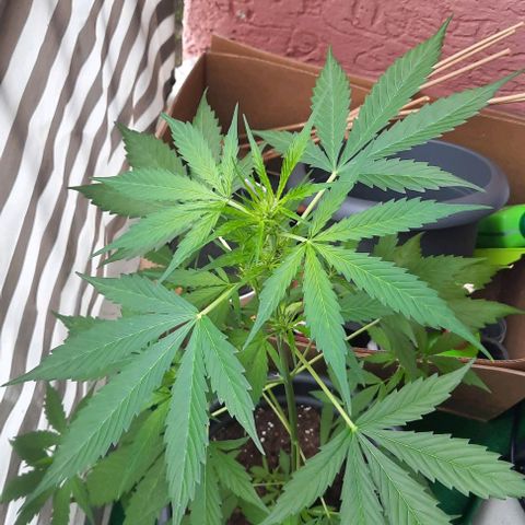 Michael & Jimmy - BCN Critical XXL growlog timeline photo