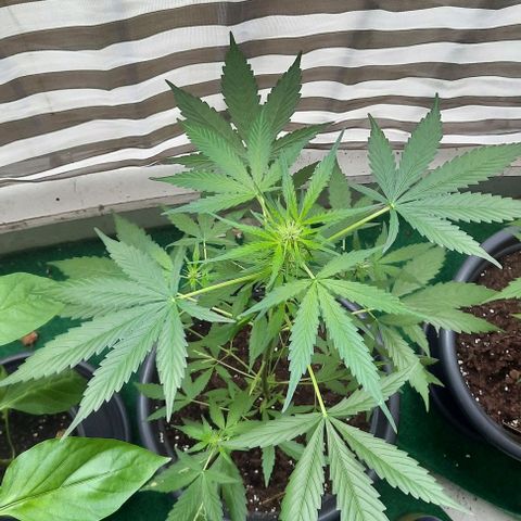 Michael & Jimmy - BCN Critical XXL growlog timeline photo