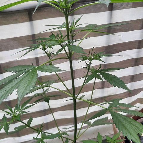 Michael & Jimmy - BCN Critical XXL growlog timeline photo