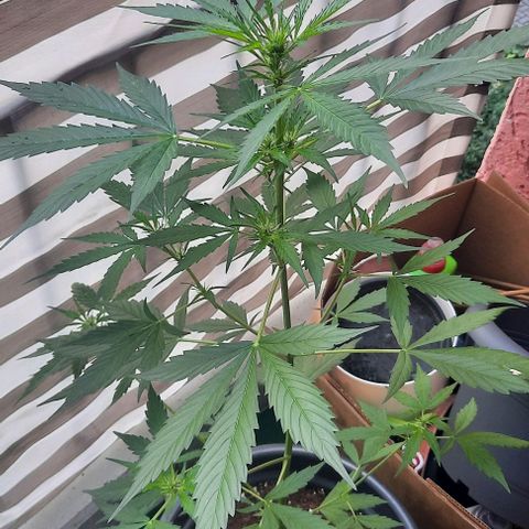 Michael & Jimmy - BCN Critical XXL growlog timeline photo