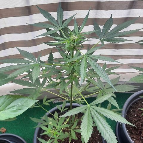 Michael & Jimmy - BCN Critical XXL growlog timeline photo
