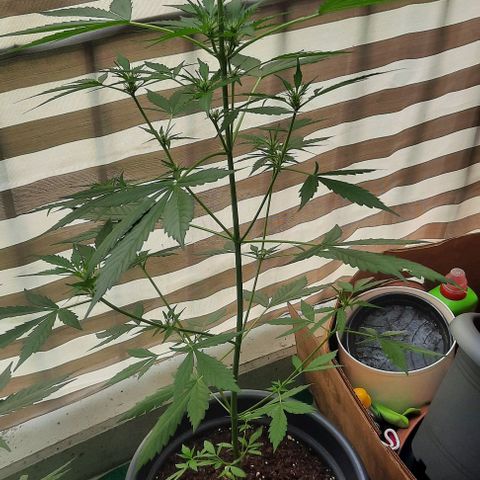 Michael & Jimmy - BCN Critical XXL growlog timeline photo