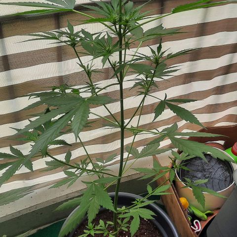 Michael & Jimmy - BCN Critical XXL growlog timeline photo