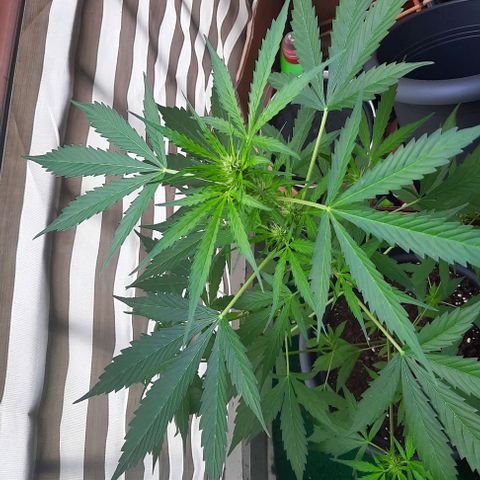 Michael & Jimmy - BCN Critical XXL growlog timeline photo
