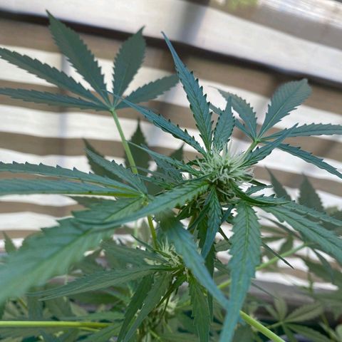 Michael & Jimmy - BCN Critical XXL growlog timeline photo