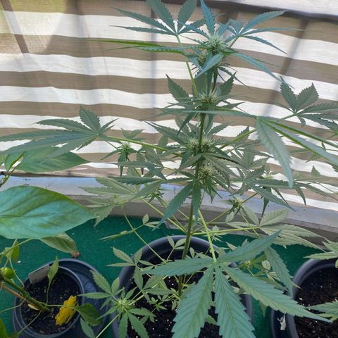 Michael & Jimmy - BCN Critical XXL growlog timeline photo