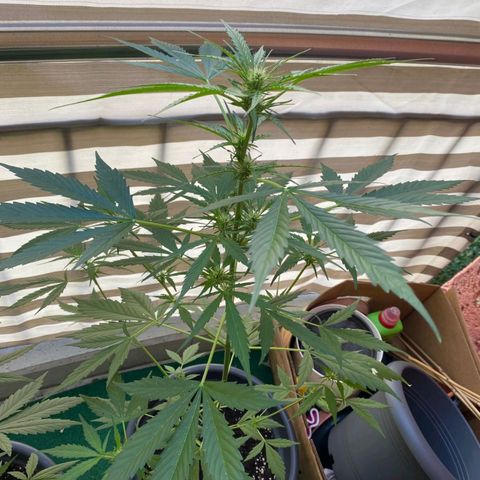 Michael & Jimmy - BCN Critical XXL growlog timeline photo