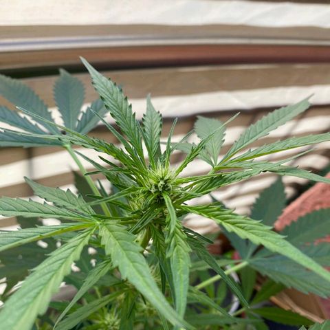 Michael & Jimmy - BCN Critical XXL growlog timeline photo