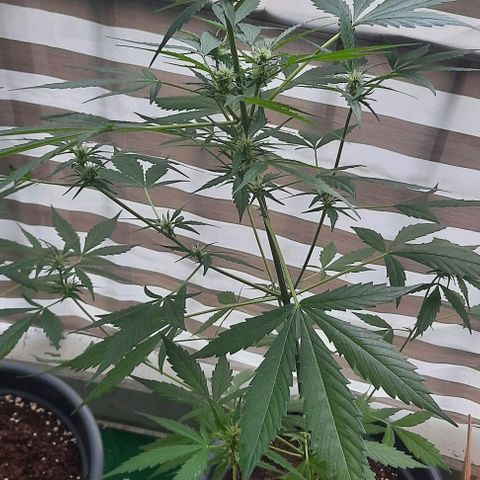 Michael & Jimmy - BCN Critical XXL growlog timeline photo