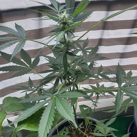 Michael & Jimmy - BCN Critical XXL growlog timeline photo
