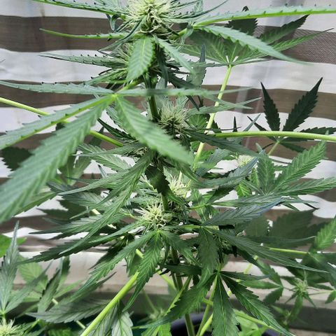 Michael & Jimmy - BCN Critical XXL growlog timeline photo