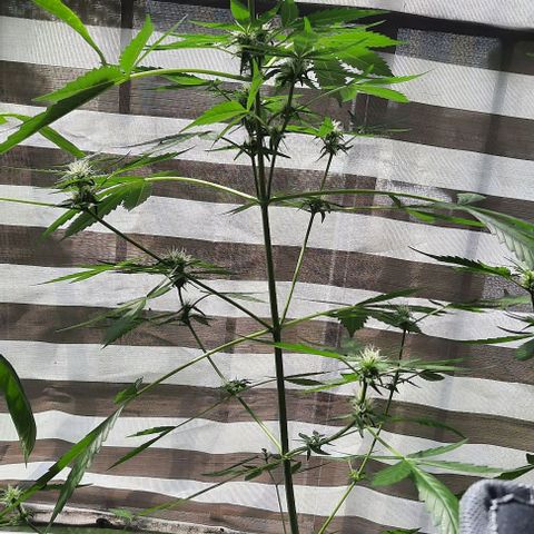 Michael & Jimmy - BCN Critical XXL growlog timeline photo