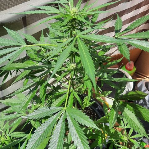 Michael & Jimmy - BCN Critical XXL growlog timeline photo