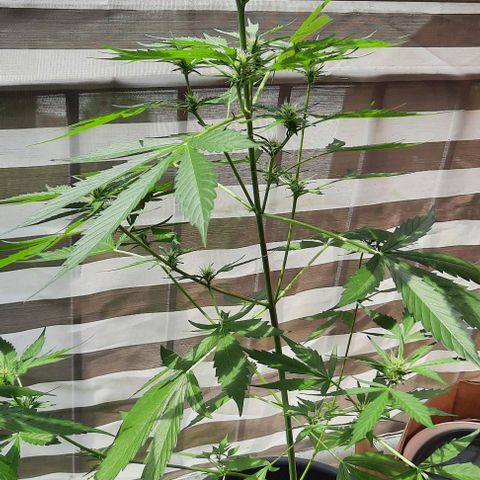 Michael & Jimmy - BCN Critical XXL growlog timeline photo
