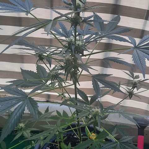 Michael & Jimmy - BCN Critical XXL growlog timeline photo