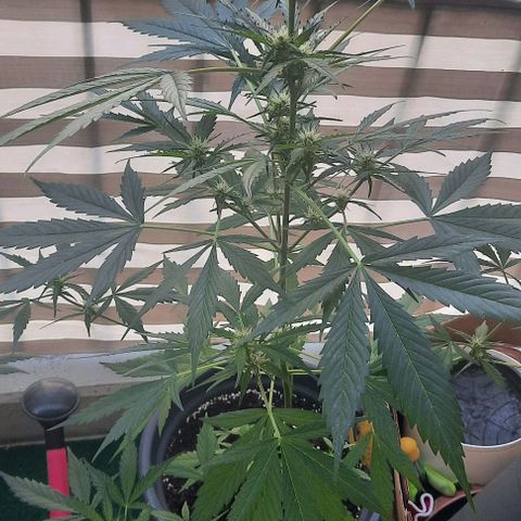 Michael & Jimmy - BCN Critical XXL growlog timeline photo
