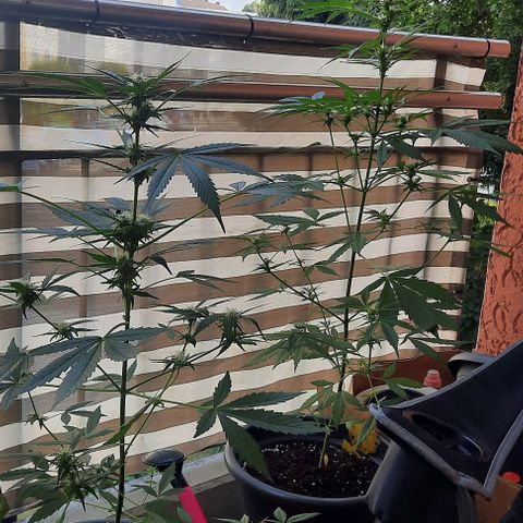 Michael & Jimmy - BCN Critical XXL growlog timeline photo