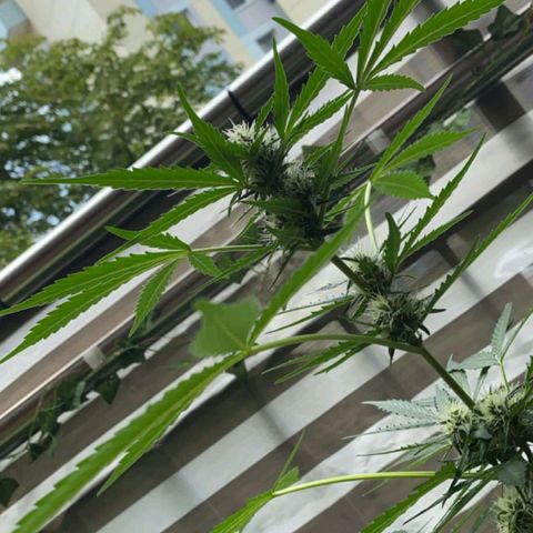 Michael & Jimmy - BCN Critical XXL growlog timeline photo