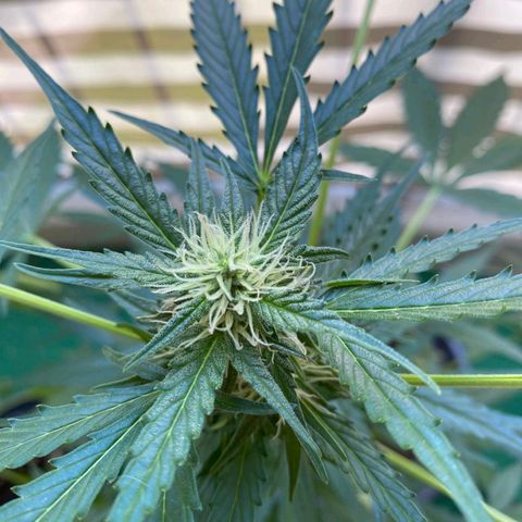 Michael & Jimmy - BCN Critical XXL growlog timeline photo