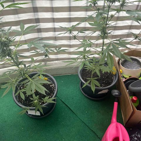 Michael & Jimmy - BCN Critical XXL growlog timeline photo