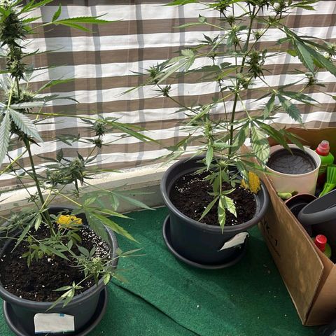 Michael & Jimmy - BCN Critical XXL growlog timeline photo
